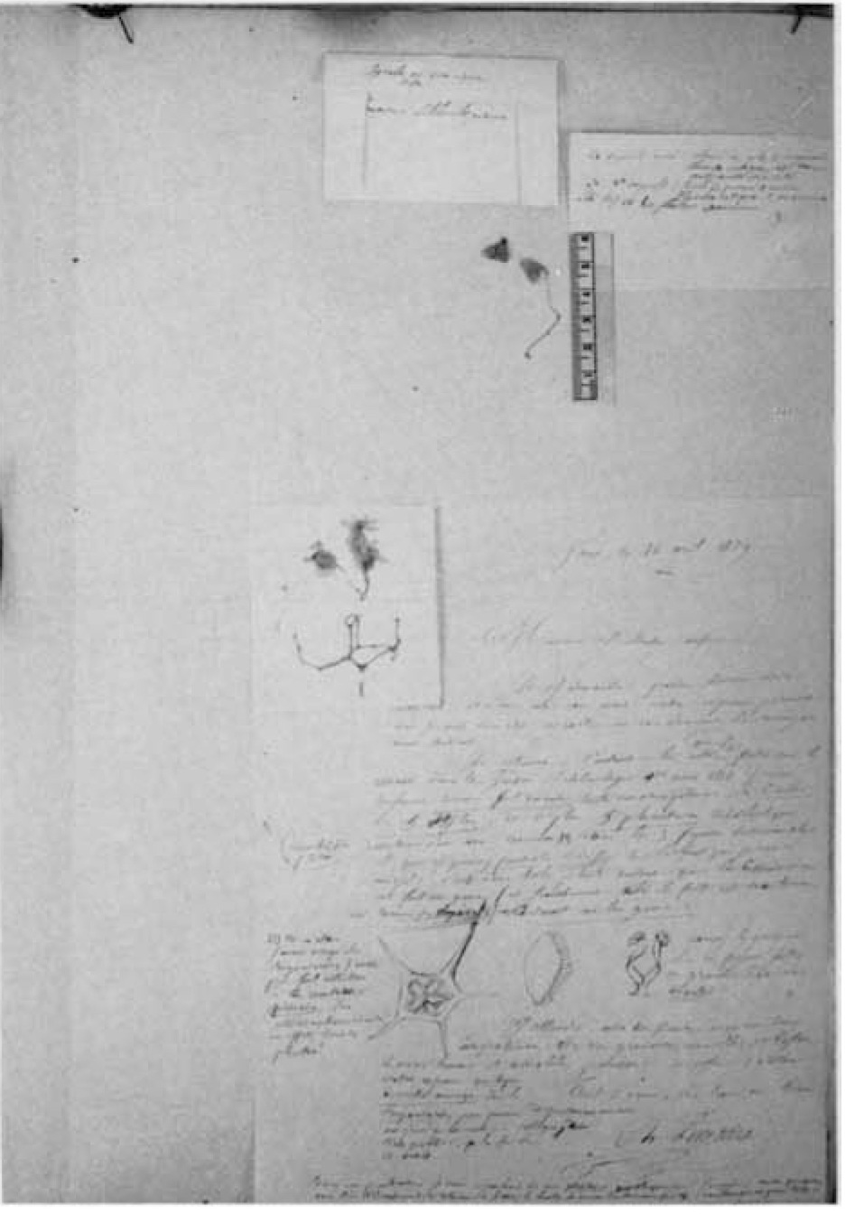 B. schlumbergeriana